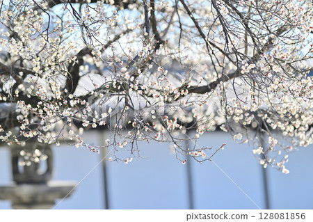 興聖寺的紅白梅樹 128081856