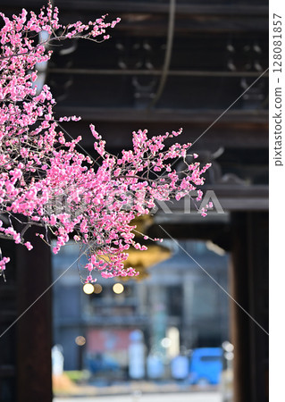 The red and white plum tree at Koshoji Temple 128081857