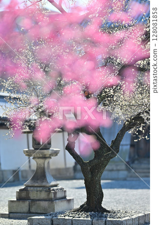 興聖寺的紅白梅樹 128081858