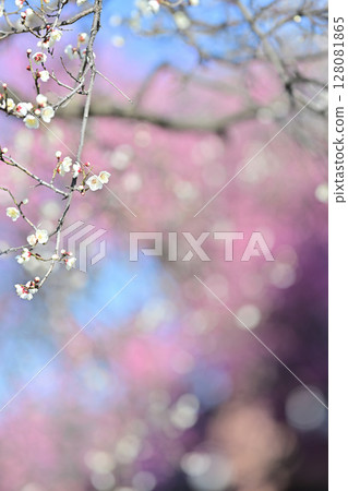 The red and white plum tree at Koshoji Temple The red and white plum tree at Koshoji Temple 128081865