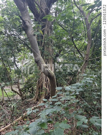 This tree has strong roots and grows in Zhishan Rock, a park in Taipei, Taiwan. 128081872