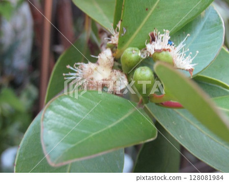 Cream-colored flowers of tropical fruit Himeguava Cream-colored flowers of tropical fruit Himeguava 128081984