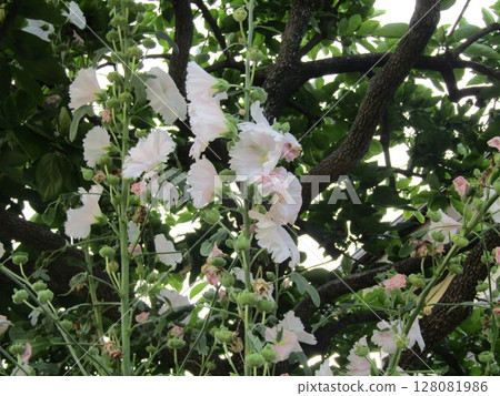 Hollyhocks bloom all the way to the top after the rainy season 128081986