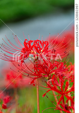 A cluster amaryllis of the arrow Katsukawa A cluster amaryllis of the arrow Katsukawa 128081997