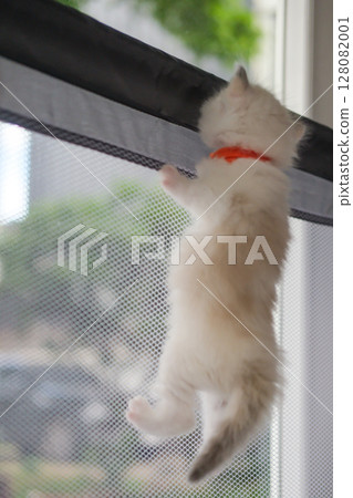 1 month old ragdoll kitten is climbing on a net cabana enclosure, domestic cat 1 month old ragdoll kitten is climbing on a net cabana enclosure, domestic cat 128082001
