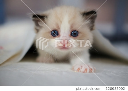 1 month old ragdoll kitten under the blanket, looking at the camera. domestic cat 128082002