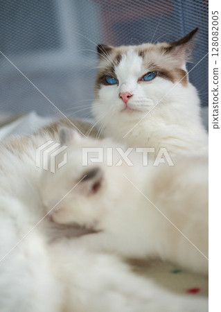 A mother Ragdoll cat is looking after her newborn, 1 month old, kittens. A mother Ragdoll cat is looking after her newborn, 1 month old, kittens. 128082005