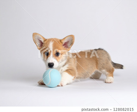 柯基犬小狗 柯基犬小狗 128082015