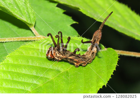 Larva of Turmeric Larva of Turmeric 128082025