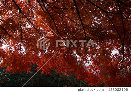 Autumn leaves Autumn leaves 128082106