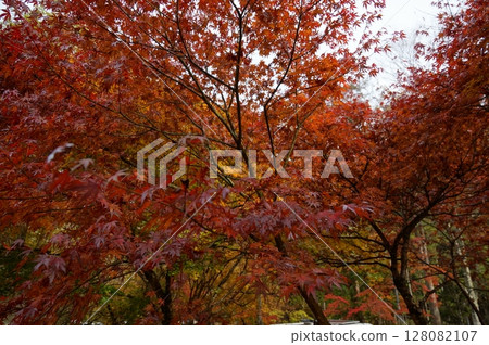 Autumn leaves Autumn leaves 128082107