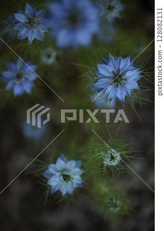 blue nigella blue nigella 128082131