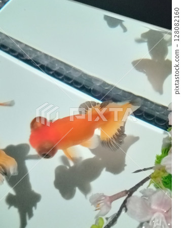 美麗的金魚 美麗的金魚 128082160