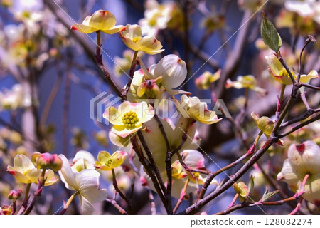 Dogwood Dogwood 128082274