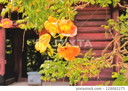 Nausuz Kazura Nausuz Kazura 128082275