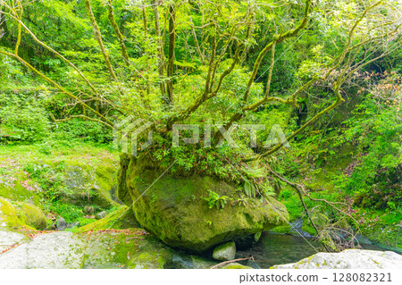 (Kumamoto Prefecture) Kikuchi Valley, Yojusanman Falls 128082321