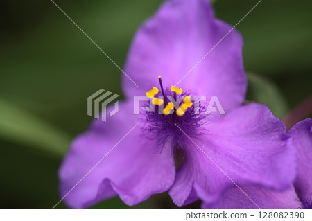 Up flower of Murasaki icksa 128082390