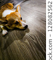 The dog is lying 128082562