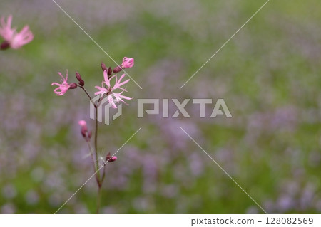 杜鵑知更鳥花的特寫鏡頭 128082569