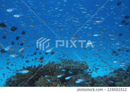 Coral, blue sea and fish - Underwater photography 128082812