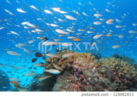 Two-striped Ryukyu Damselfish and the blue sea - Underwater photo 128082813