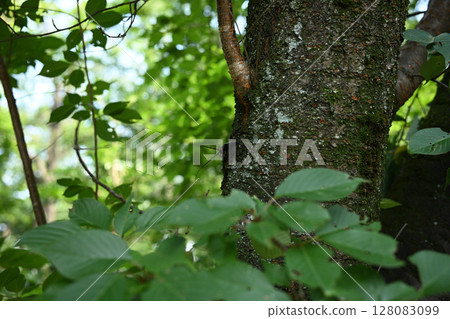 A red-necked long-horned beetle (specially designated invasive species) resting on the trunk of a cherry tree 128083099