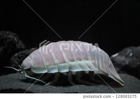 Giant beetle beetle 128083275