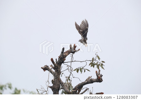 哦Juuichi 128083307