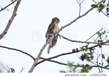 哦Juuichi 128083308