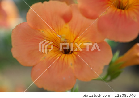 夏日之花－能前葛 128083346