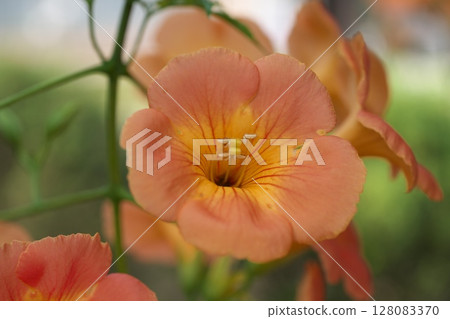 夏日之花－能前葛 128083370