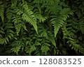 蕨葉 128083525