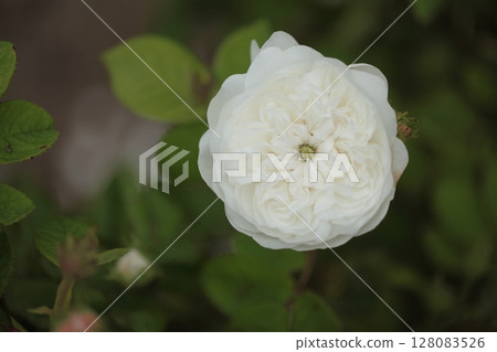 紐扣眼玫瑰的特寫 128083526