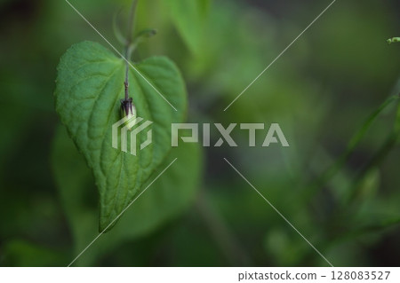 Closed flower of violet 128083527