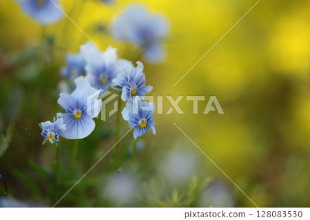 被昆蟲吃掉的中提琴的特寫 128083530