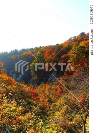 重城山 紅葉川溪谷 紅葉 黃葉 富士花瀑布 重城山 紅葉川溪谷 紅葉 黃葉 富士花瀑布 128083645