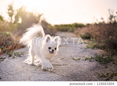 chihuahua in nature chihuahua in nature 128083809