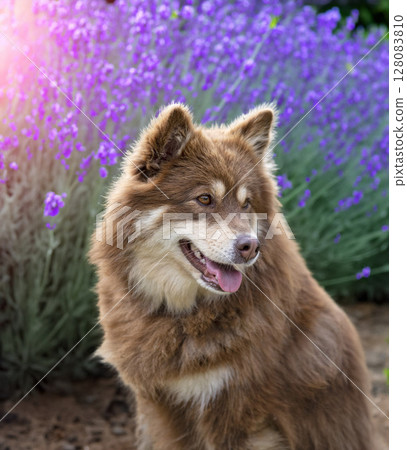 Finnish Lapphund in nature 128083810