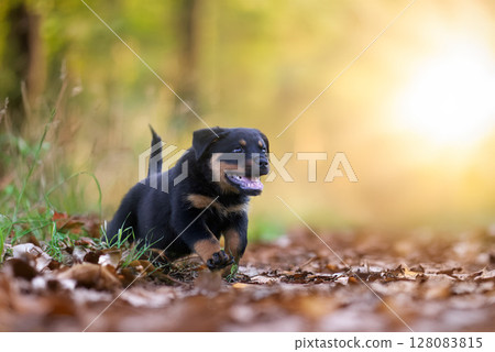 young rottweiler in nature 128083815