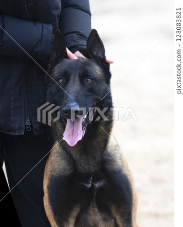 training of belgian shepherd training of belgian shepherd 128083821