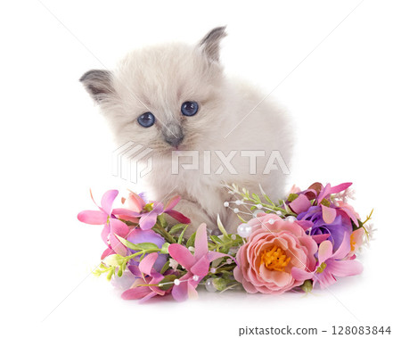 kitten birman cat in studio kitten birman cat in studio 128083844