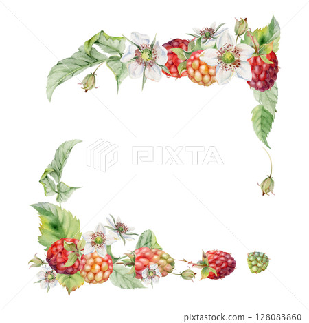 Raspberry ripe garden berries, flower buds leaves hand drawn in watercolor. dewberry cloudberry mulberry loganberry tayberry. Isolated corner square frame illustration. Wedding florist stationery 128083860