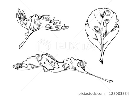 Serrated edge leaf in water dew drops. Flower bush tree herb. Strawberry damson wayfaring burnet parsley blackberry. Isolated hand drawn vector ink botanical illustration. Wedding florist, cosmetics 128083884