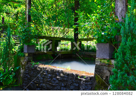 Scenery of ACAO FOREST Scenery of ACAO FOREST 128084082