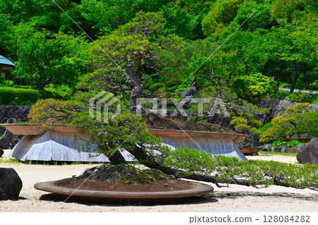 ACAO森林的風景 ACAO森林的風景 128084282