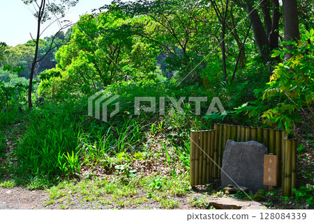 Scenery of ACAO FOREST 128084339
