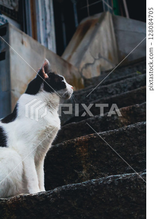 Cat looking far away 128084705