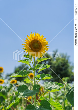 Golden sunflowers under the blue sky 128084715