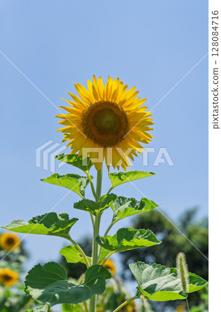 藍色天空下的金色向日葵 藍色天空下的金色向日葵 128084716