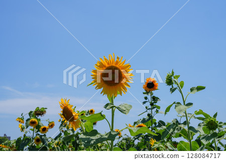 Golden sunflowers under the blue sky 128084717